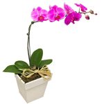 orquidea_phalaenopsis_pink_144_1_20230109105252