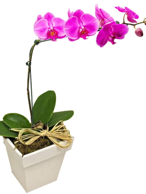 orquidea_phalaenopsis_pink_144_1_20230109105252